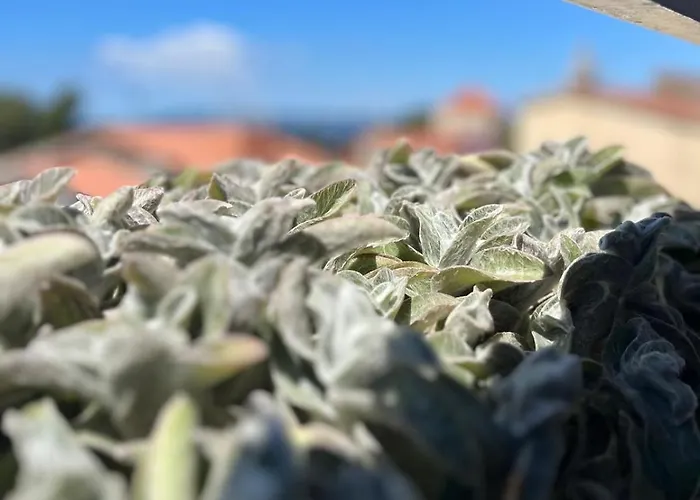 Sunset Daire Makarska